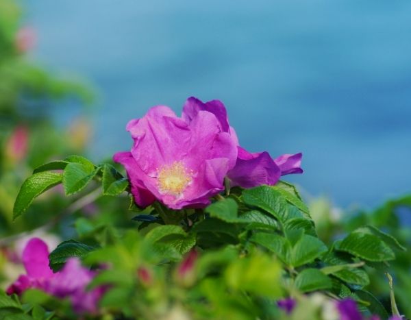 Peut-on réussir les roses en bord de mer ?