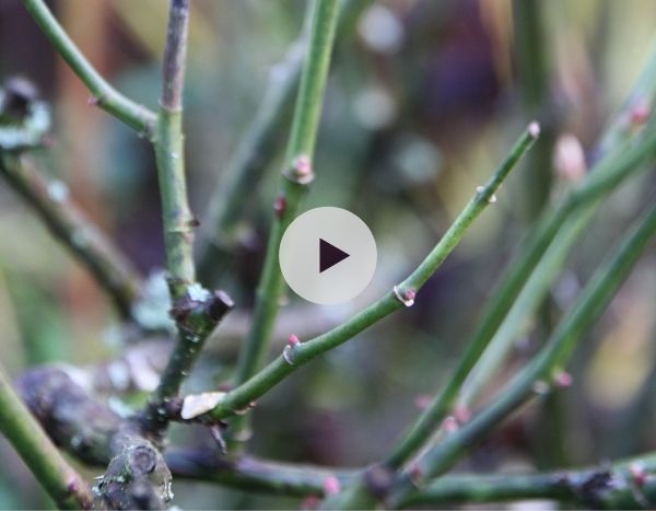 Comment tailler un rosier remontant ?