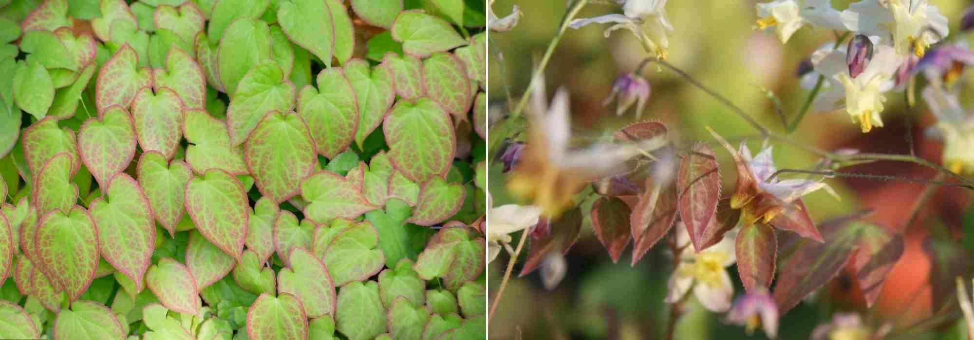 plantes anti adventices, couvre-sol ombre