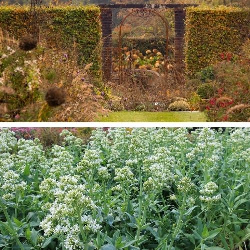 Jardin de Valérianes Haie charmille Centranthus ruber
