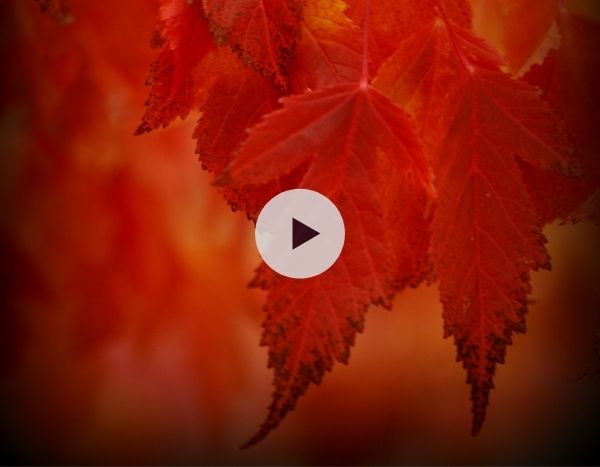 L'Acer ginnala ou érable du fleur Amour