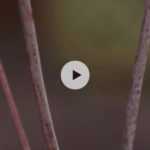 Le Saule 'Blue Streak'