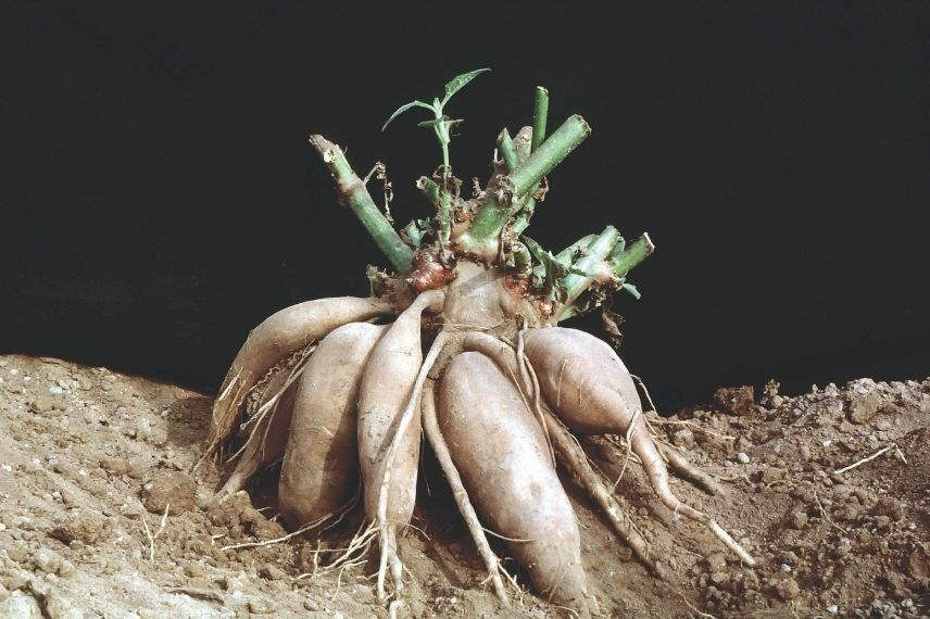 La poire-de-terre ou la Yacon se consomme crue ou cuite