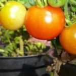 Cultiver des tomates en pot