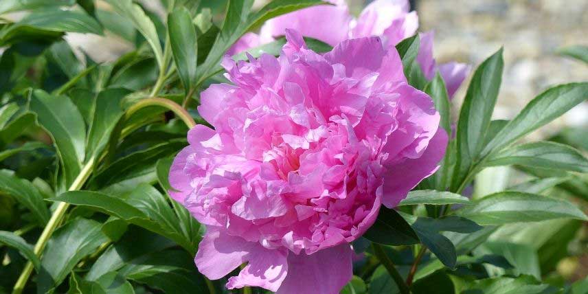 Les grandes fleurs chiffonées d'une pivoine herbacée