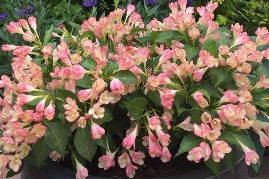 Arbustes nains pot exposition Est sur balcon, Wegelia