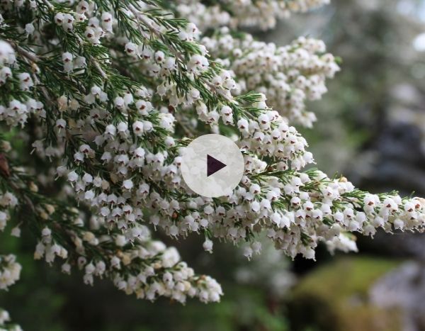 La bruyère arborescente