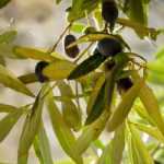 Comment et quand tailler un Olivier ?