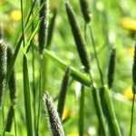 Alopecurus : plantation, culture, entretien