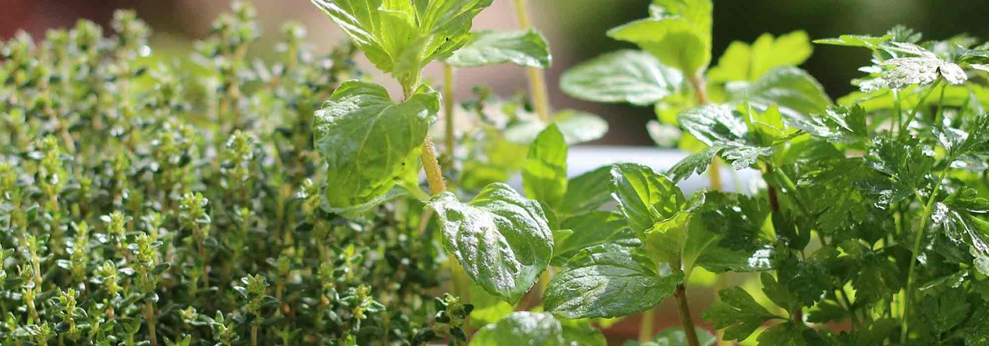 7 plantes aromatiques indispensables