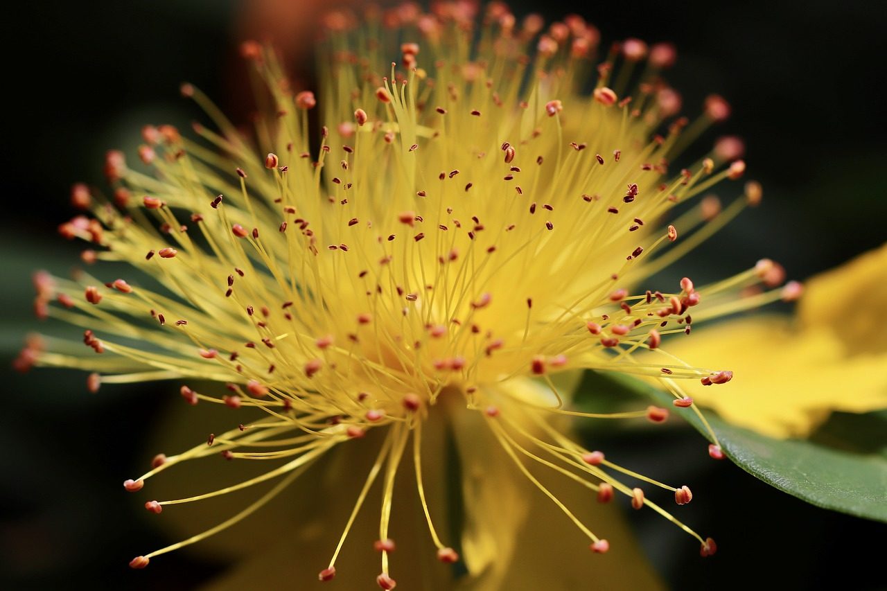 La taille du millepertuis