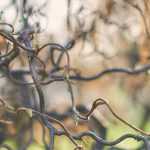 Les arbres et arbustes tortueux