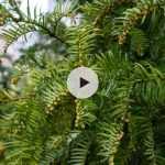 Le Cephalotaxus harringtonia