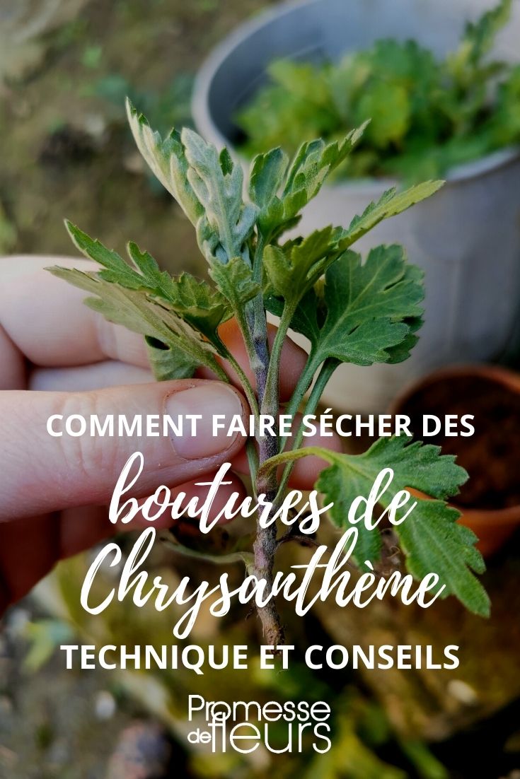Tutoriel : faire des boutures de chrysanthème