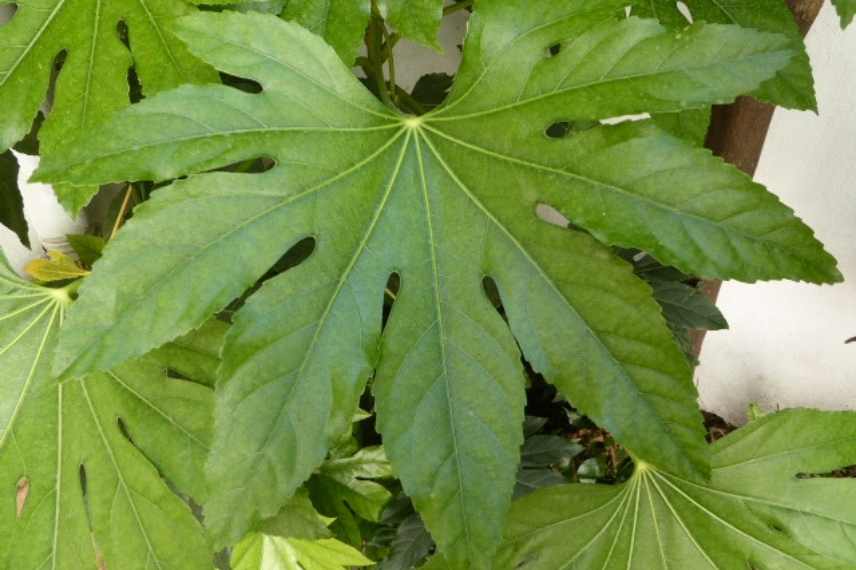 larges grand feuillages xxl