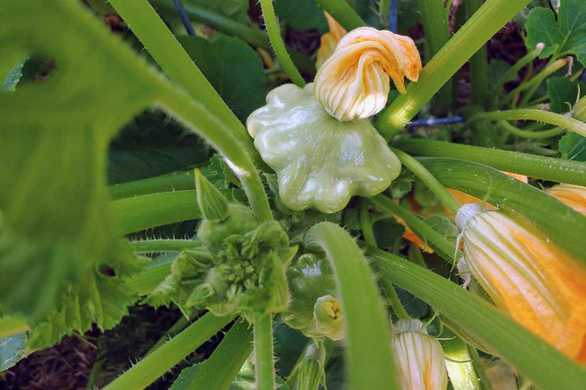 Fructification du pâtisson