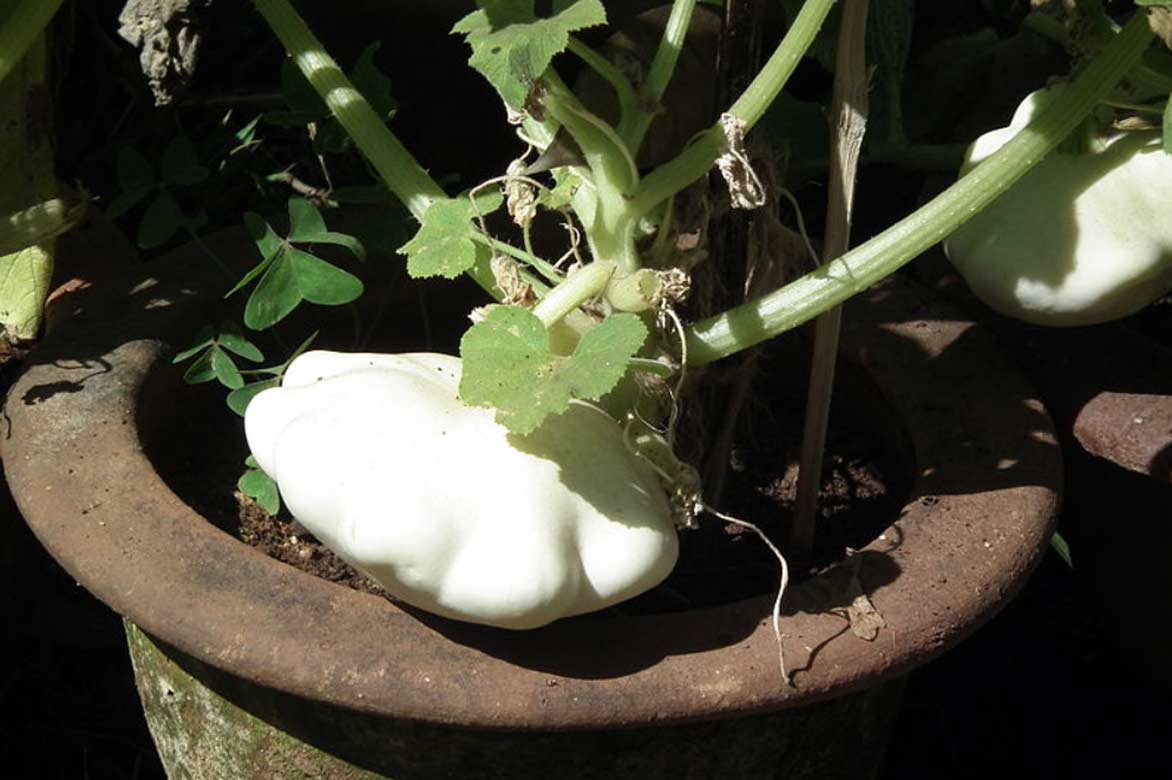 Cultiver le pâtisson en pot