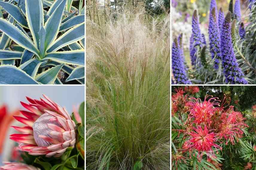 idees association associer Stipa cheveux ange