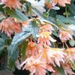 6 annuelles ou bisannuelles pour l'ombre