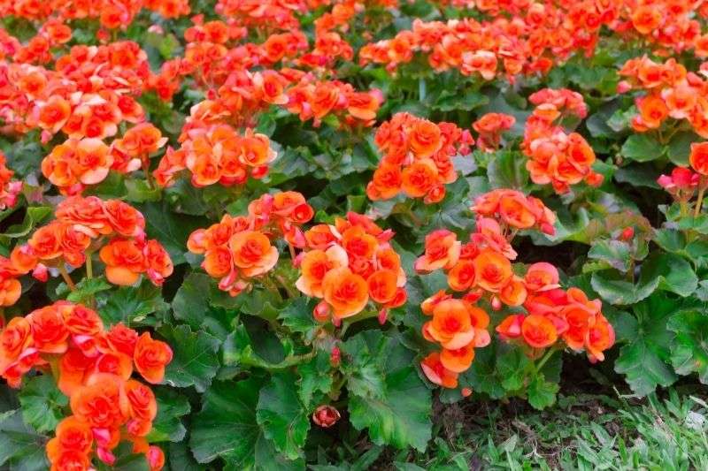 bégonia tubéreux en pleine terre