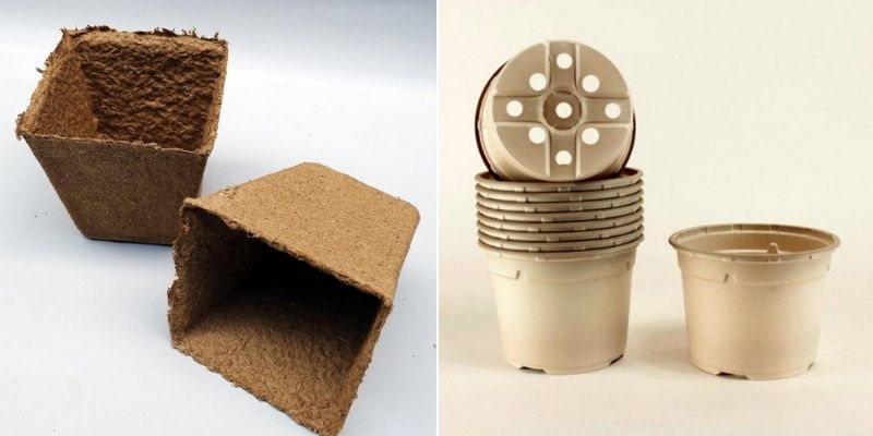 matériel forçage bégonia