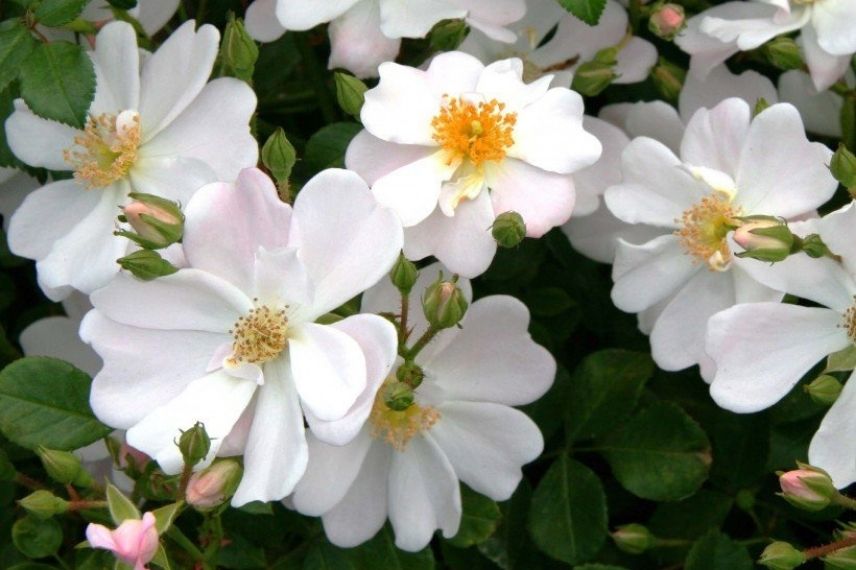 plus beau rosier kordes couvre-sol