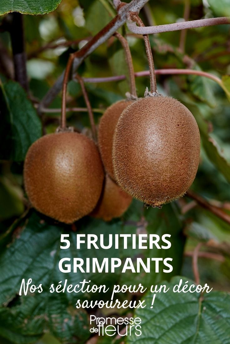 5 fruitiers grimpants