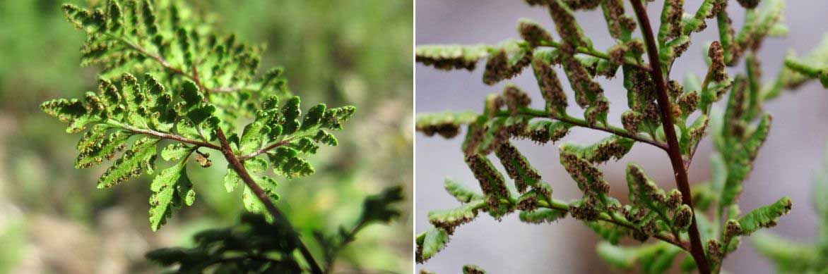 Les sores et spores du Cheilanthes