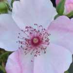 Le soufre au jardin : comment et pourquoi l’utiliser ?