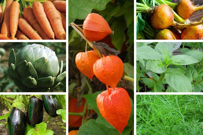 Associer le physalis