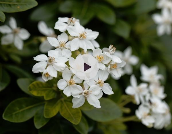 Le Choisya ternata, remarquable en toutes saisons