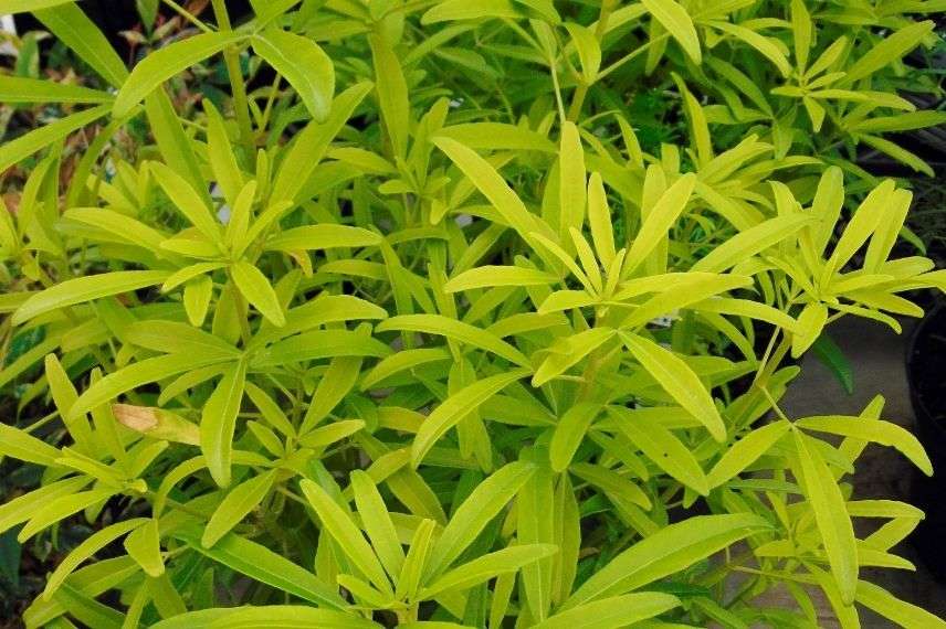 oranger du Mexique en pot, arbuste persistant