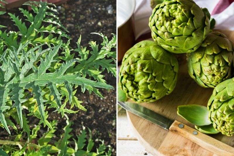 consommer artichaut, manger feuille fleur artichaut