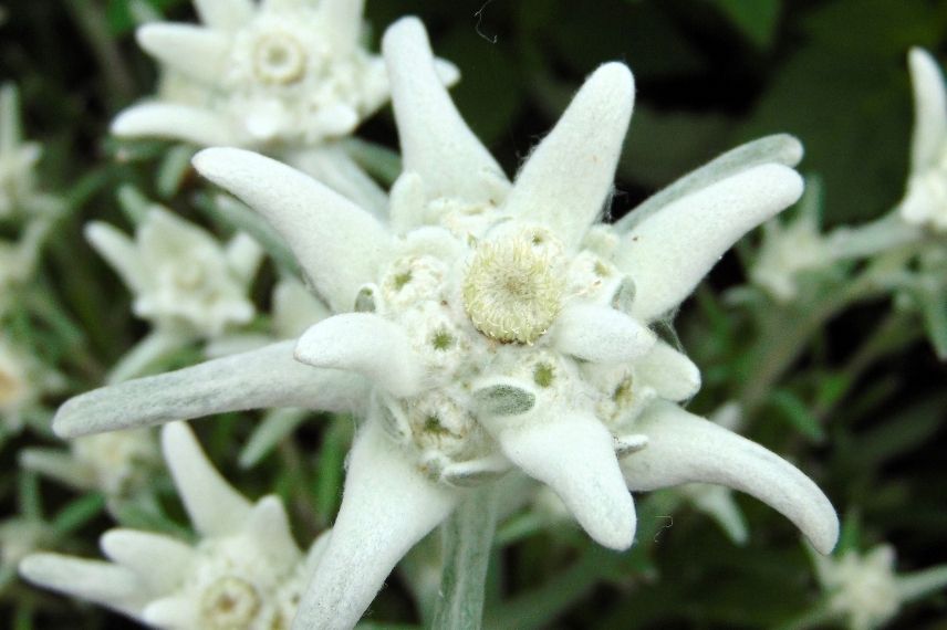 Edelweiss rocaille, plante de rocaille alpine