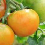 8 tomates de mi-saison