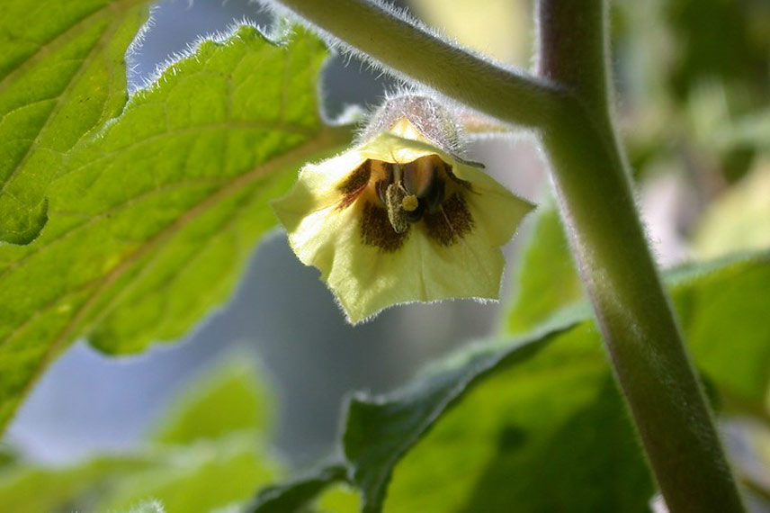 Fleur de Physalis peruviana