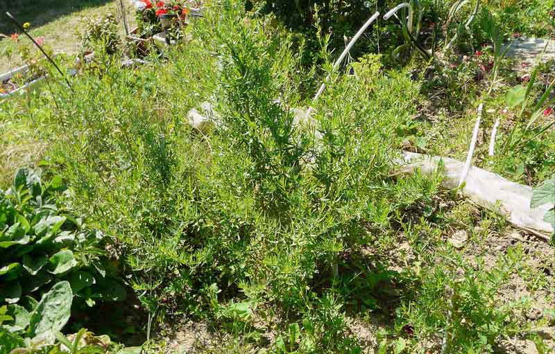 Estragon ©yves Tennevin - Flickr