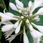 Les Hostas parfumés