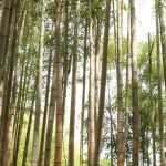 Phyllostachys : planter, cultiver