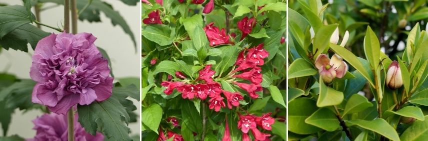 entrée accueillante plante longue floraison