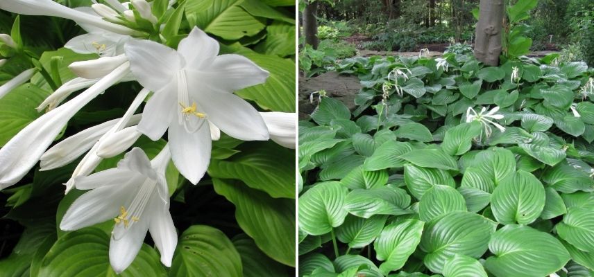 hosta en pot balcon au nord