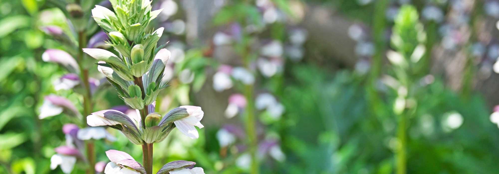 Associer les Acanthes