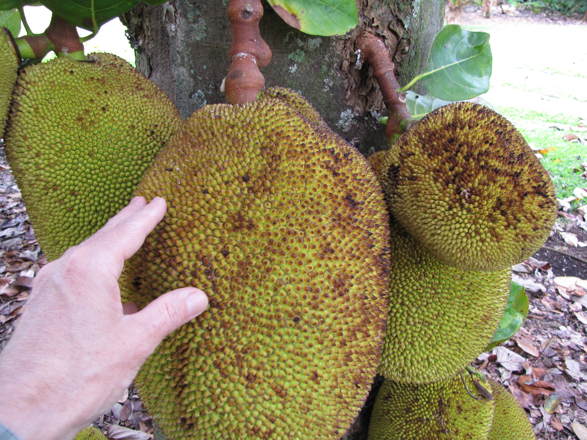 Le fruit du jacquier, c’est quoi ?
