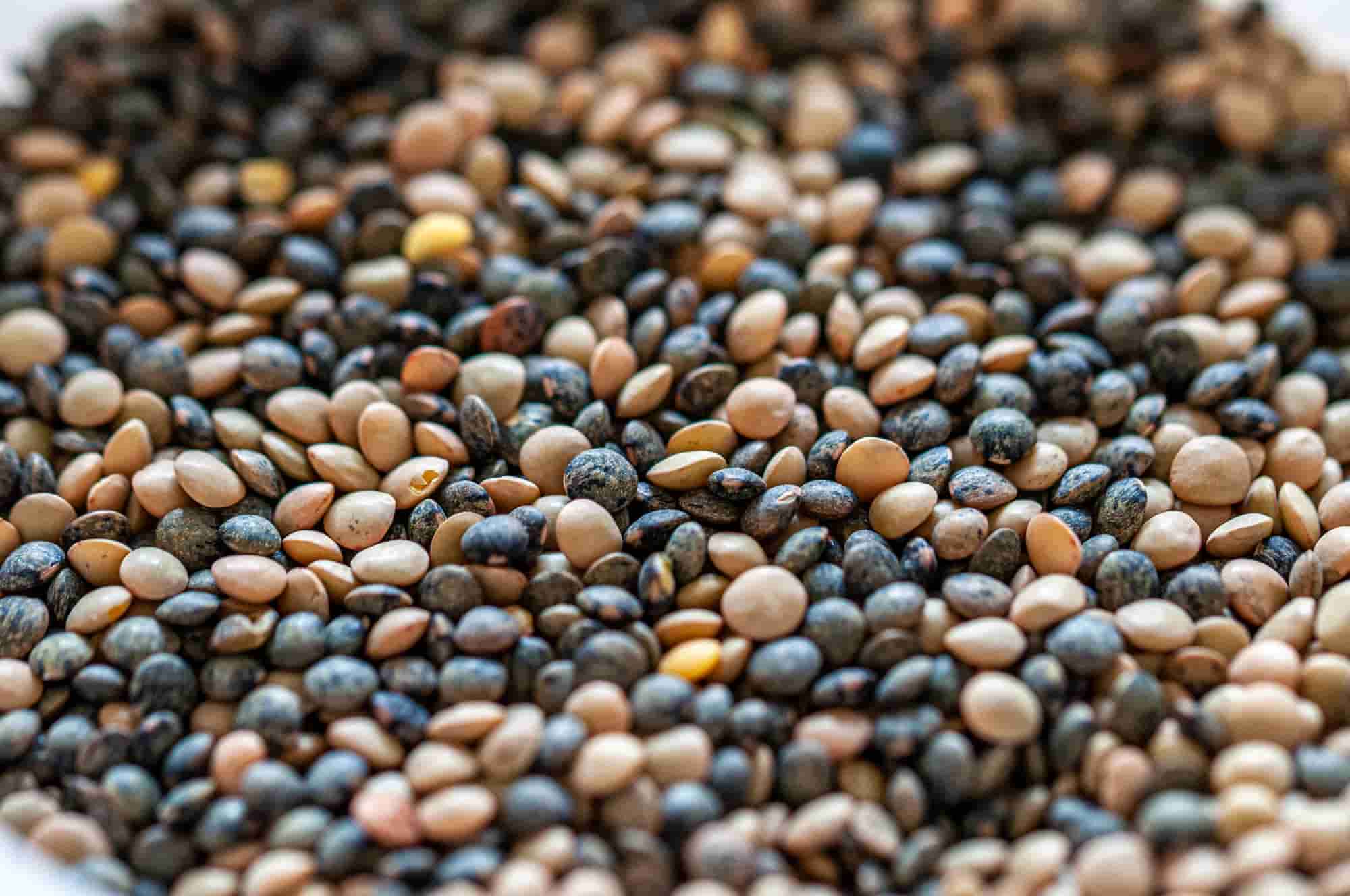 Et si vous vous lanciez dans la culture des lentilles ?