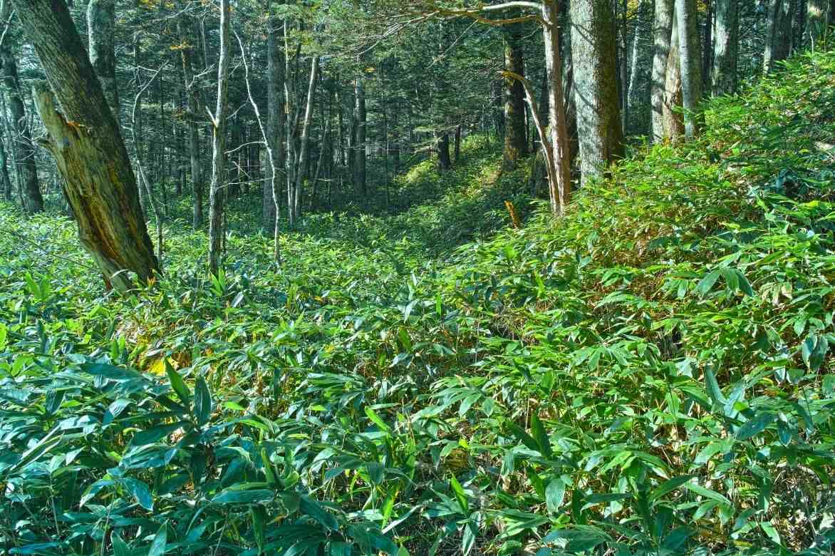 bambou nain, sasa milieu naturel