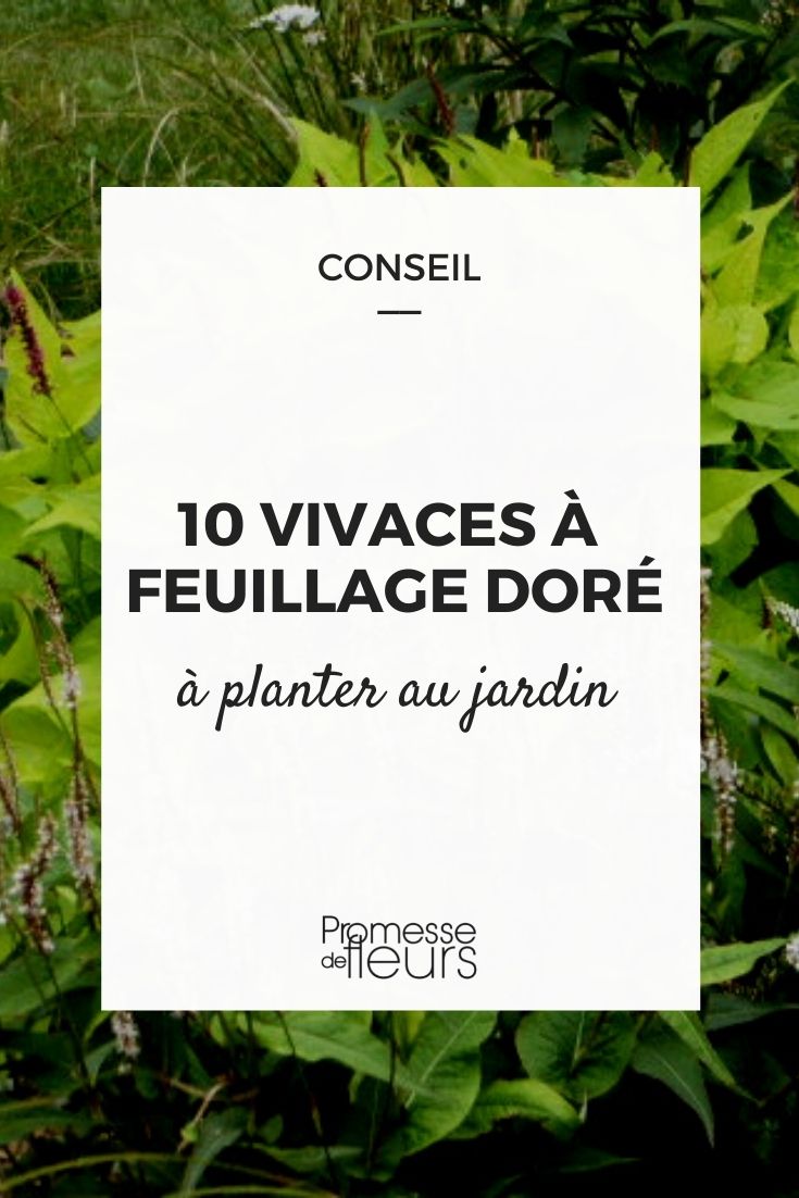 vivaces feuillage jaune