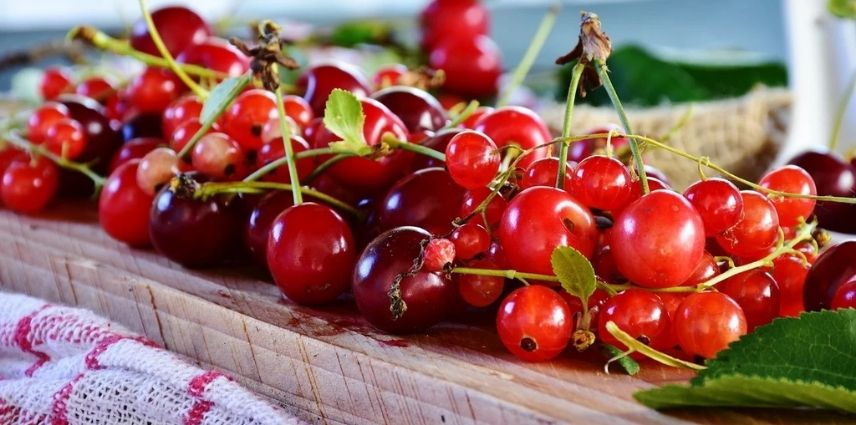 Cerises sucrées ou acidulées, à chair ferme ou molle, à jus clair ou coloré ?