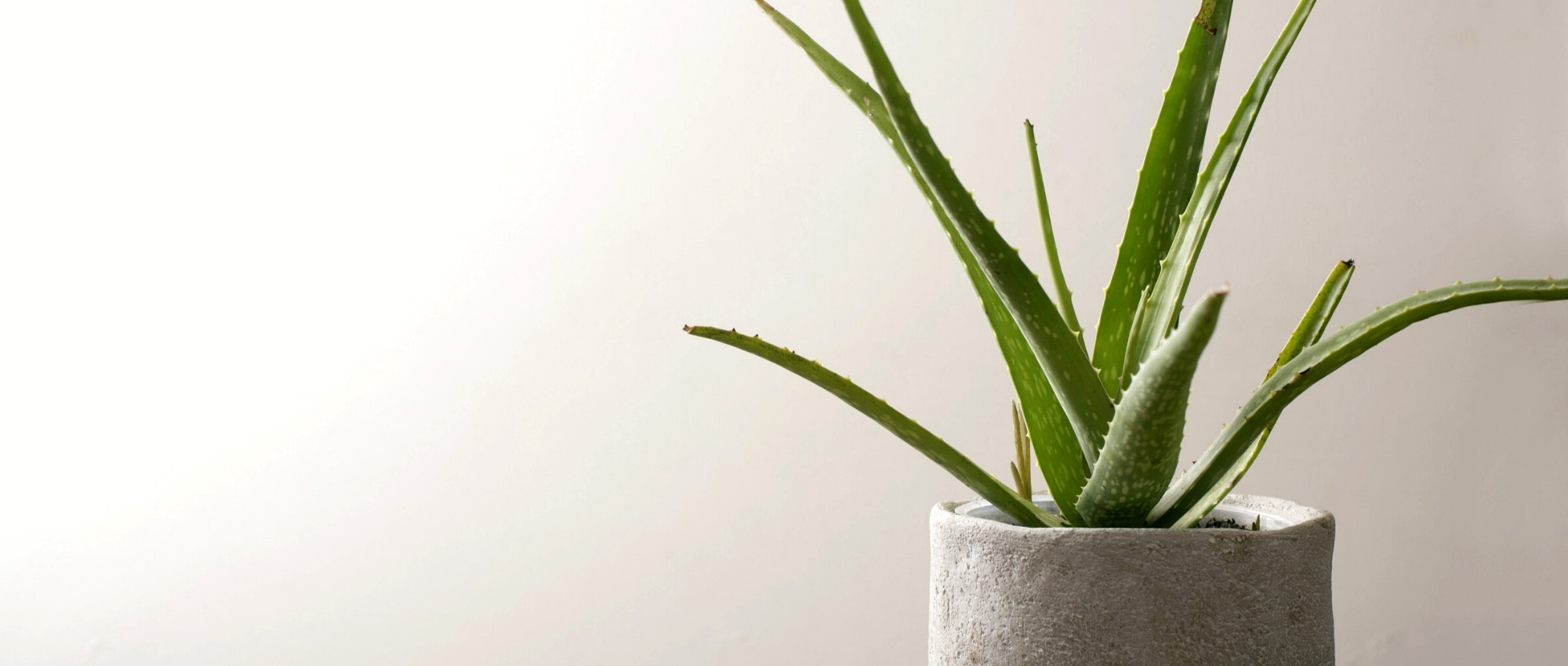 Cultiver un Aloe vera en pot et bien l'entretenir