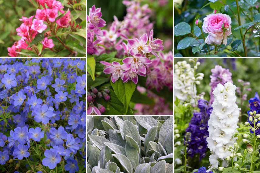 Associer le Deutzia dans un jardin anglais