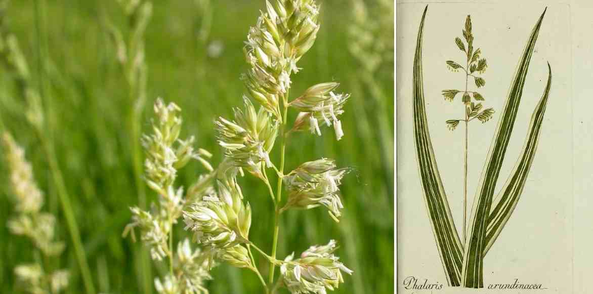Phalaris, ruban de bergère, alpiste faux roseau